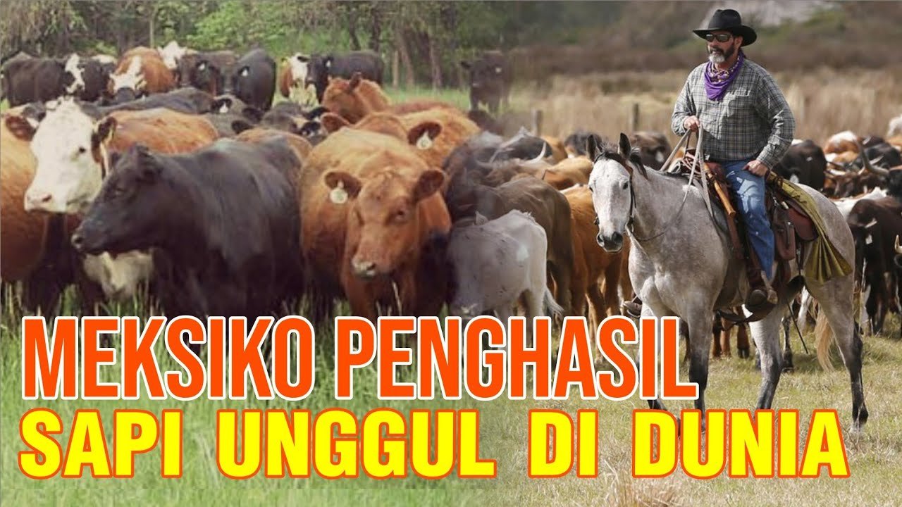 Peternakan Meksiko Penghasil Sapi Unggul Di Dunia.jpg